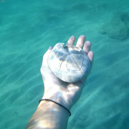 アパート Fiscardostudios フィスカルドン